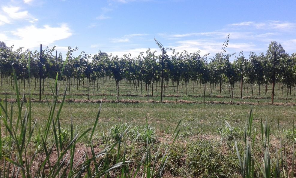 3_Agenzia-Cescon-vigneto